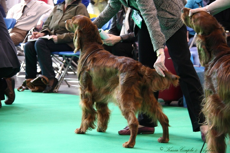 Crufts2011 676.jpg